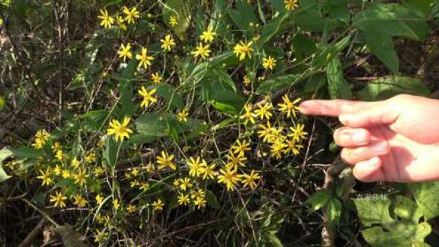 “千里光”农村常见植物,如果遇到请珍惜,驱赶蚂蚁超厉害