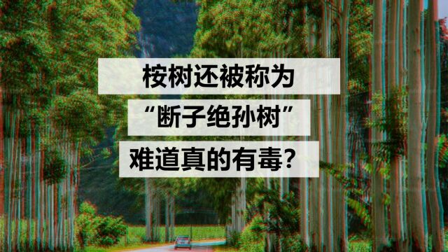 桉树竟然是“断子绝孙树”?有毒?