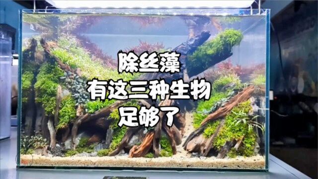 鱼缸除丝藻生物前三名,大和藻虾才排第二名,第一名是谁呢?