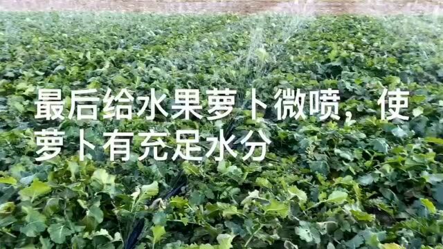 宝坻区史各庄镇朱杨庄水果萝卜上市了