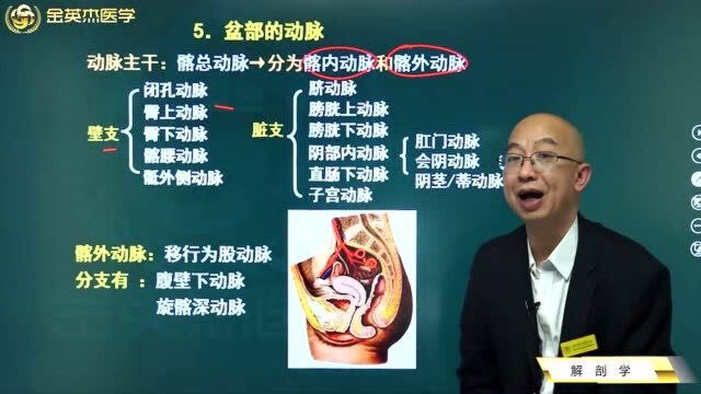 临床解剖学:盆部的动脉,动脉主干、壁支,髂外动脉以及它的分支.