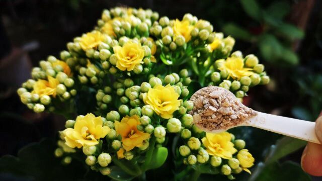 长寿花开花开不旺怎么办?盆里撒一勺粉,轻松开成大花球!