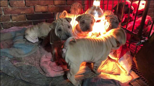 欣赏下这窝小沙皮犬,八只4公4母,奶凶奶凶的,太可爱了