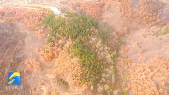 104秒|蓝天、白云、山川 空中视角领略烟台栖霞金色画卷