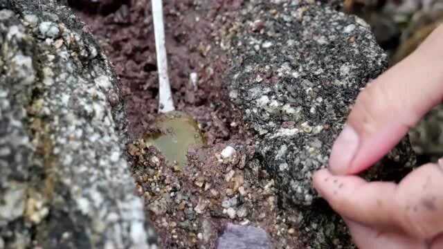 经过多年的雨水冲刷,露出了埋在岩石下的宝石,英子这次不淡定了