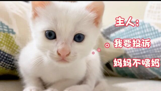 猫妈没奶不喂独苗宝宝,小猫哭着找主人投诉,一问一答表情丰富