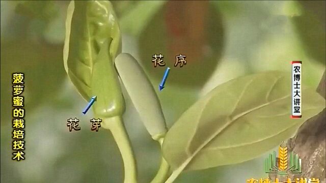 菠萝蜜雌雄同株,其花形态奇特,是由无数个小花朵融为一体