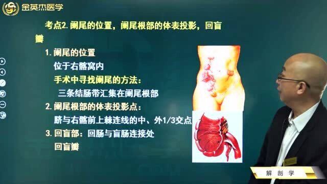 临床解剖学:阑尾的位置,阑尾根部的体表投影,回盲部