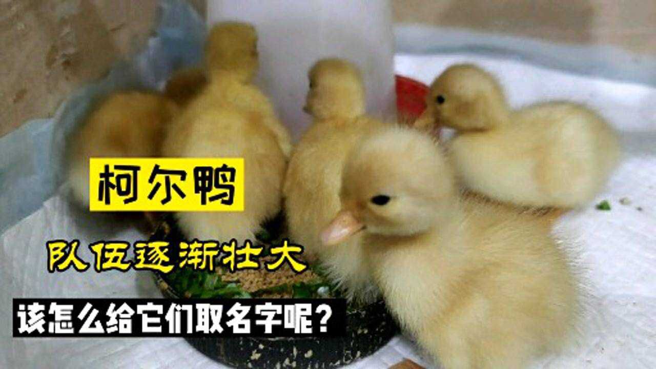 柯尔鸭队伍逐渐壮大,取名字成了头疼的事,我该怎么区分它们呢?