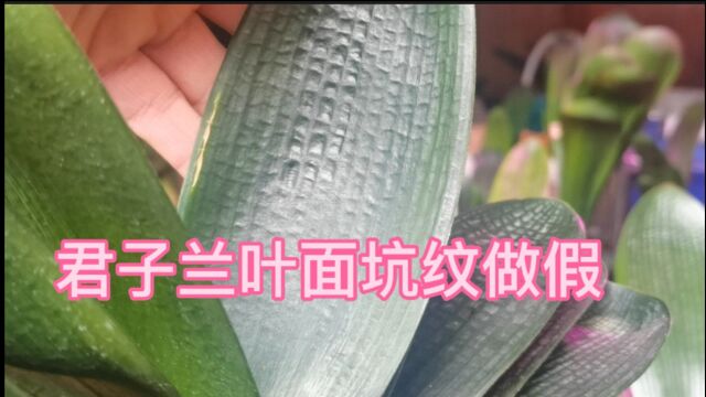 君子兰是欣赏叶面的花卉,你知道吗,有些叶面坑纹是做假的