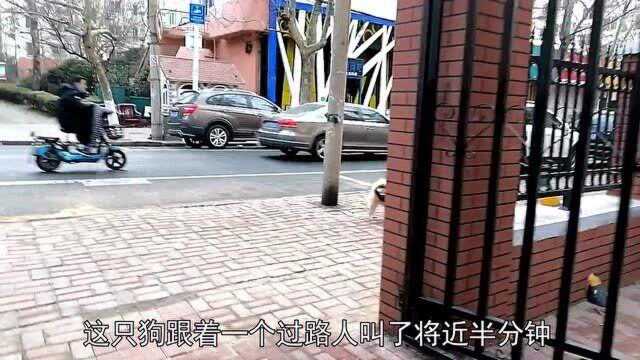 请远离“咬道狗”