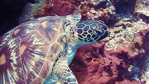 Thumbplayer Poster Plugin Image