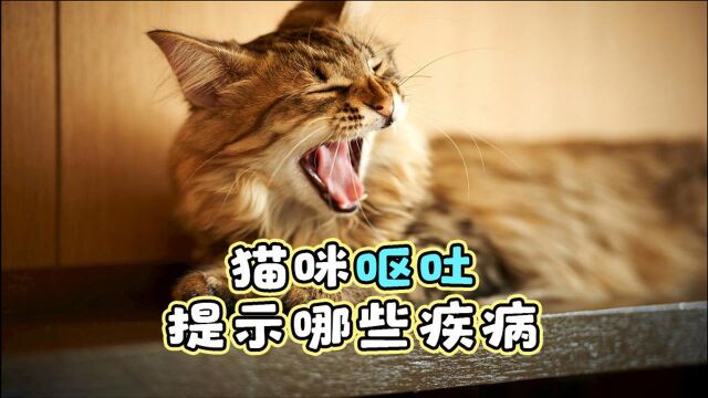 猫咪呕吐提示哪些疾病