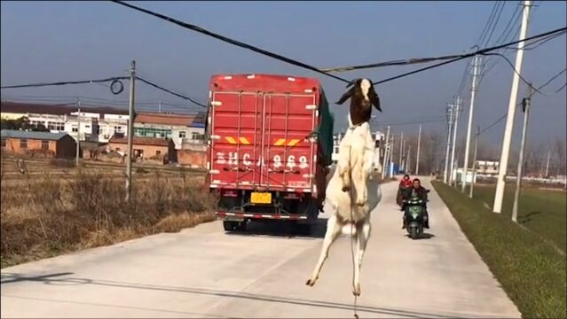 羊:在这里看风景也别有一番风味