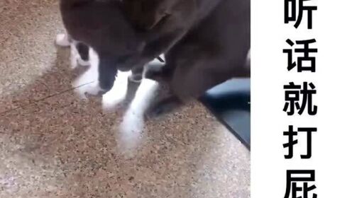 Thumbplayer Poster Plugin Image