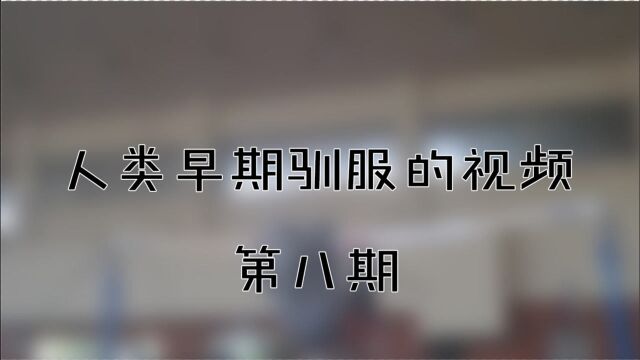 人类早期驯服野生健身器材的视频