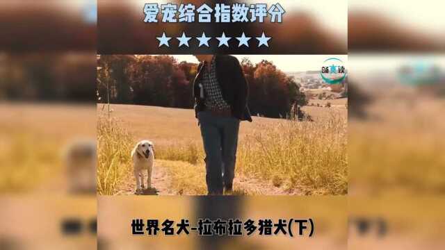 一分钟看懂你的狗 爱宠综合指数评分:世界名犬拉布拉多猎犬下