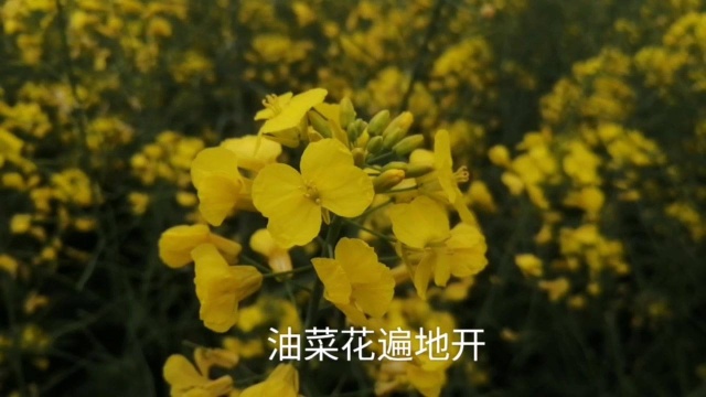 春天来了,油菜花也开了,春天就是这样各种美