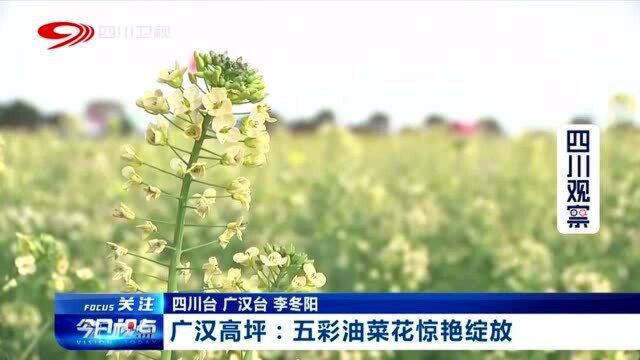 广汉高坪:五彩油菜花惊艳盛放 给当地带来观赏和经济价值