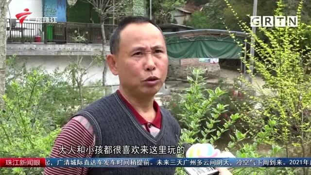 广州荔湾栽种红花风铃木 打造“网红”打卡地