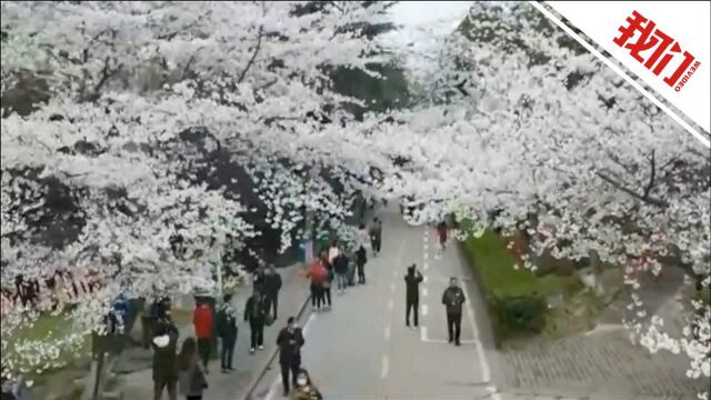 兑现“樱花之约”!武汉大学设专场迎接援鄂医护赏樱