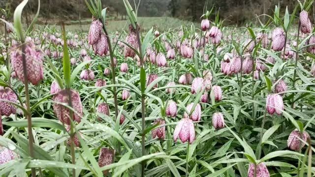 恩施太阳河|石林云台观 神秘贝母花(弗居生态药业贝母基地)