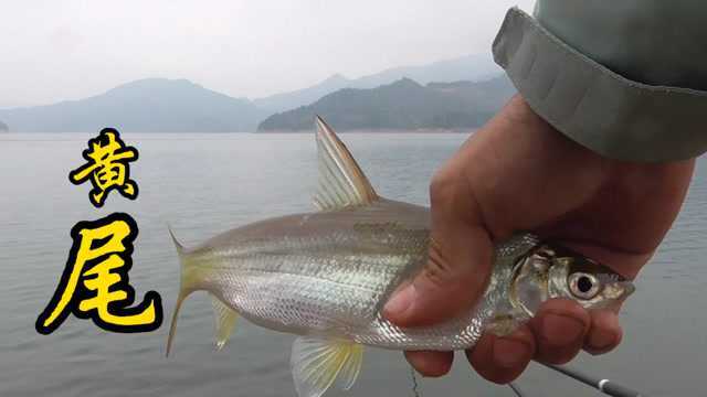 野钓黄尾的季节来咯!冲劲大、拉力足,手感爆棚!