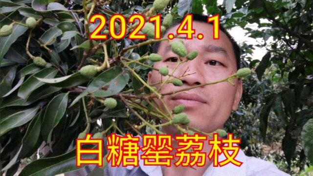 广东高州根子农村,果农带你看早熟清甜的白糖罂荔枝,你喜欢吃吗