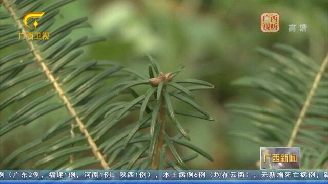 人工培育的“植物活化石”资源冷杉苗木全球首次回归野外