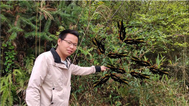 “竹子开花,马上搬家”是真的吗 ?竹林成片开花,全村人愁坏了