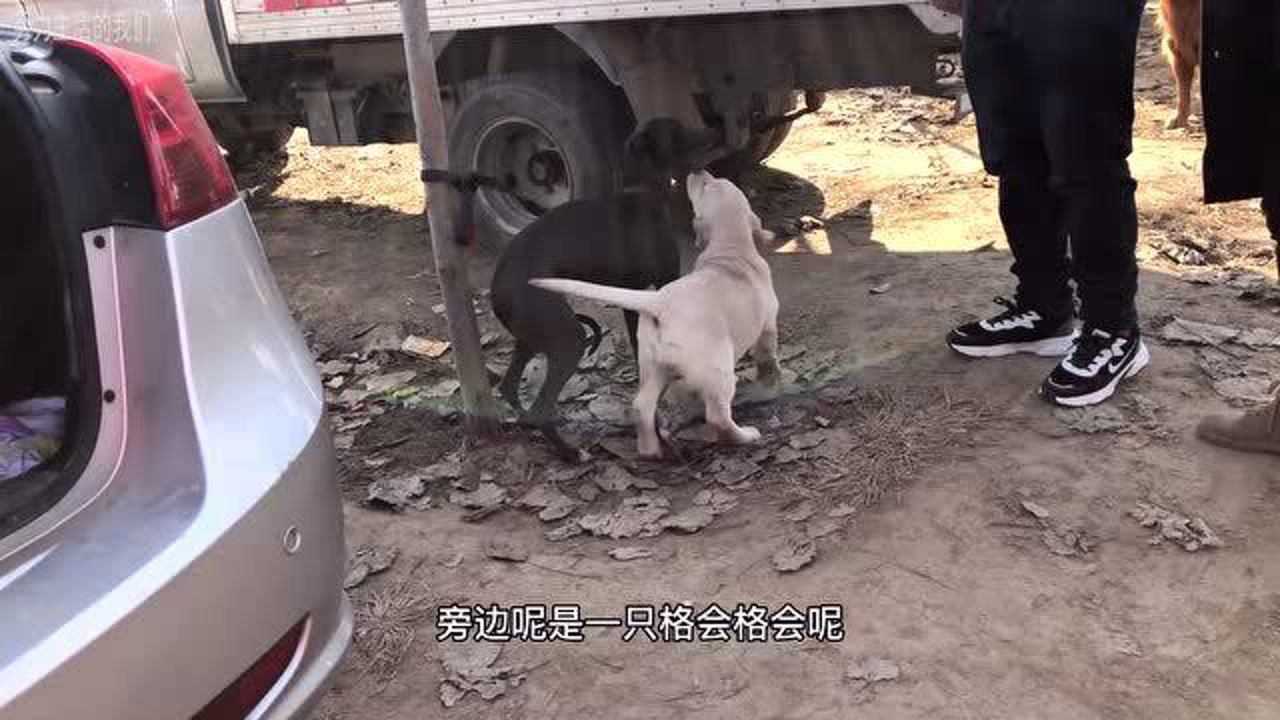 实拍狗市凶狠的屠夫现场宰杀几分钟一只猛犬苦苦哀嚎