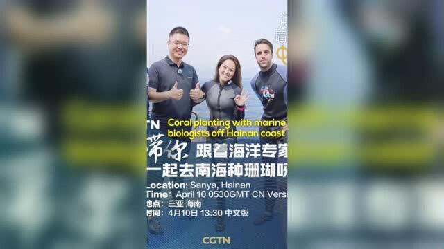 你看过直播潜水吗?CGTN带你跟着海洋专家一起去南海种珊瑚呀!