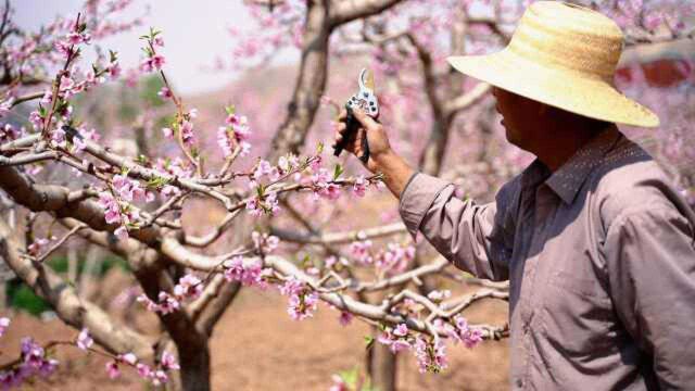 一颗桃改变一个村!甘肃“十里桃乡”花正开