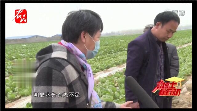 绿甘蓝黄叶、生长慢怎么办?种植专家亲自到田间地头指导老乡种植