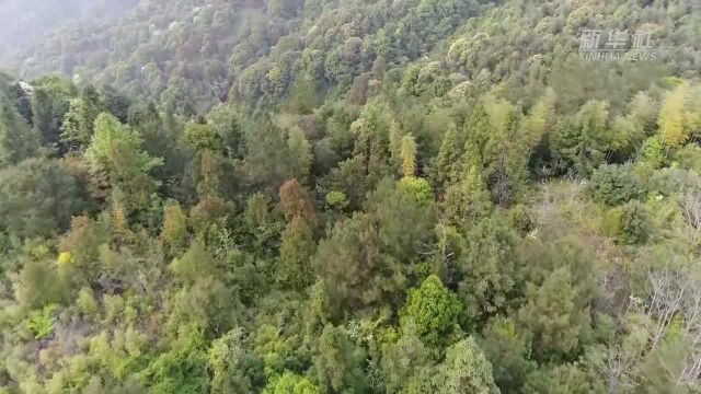 共建地球生命共同体|这个在福建发现的昆虫新物种以他的名字命名