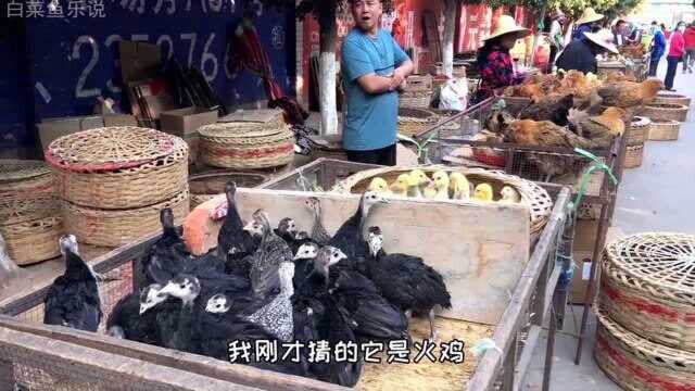 小伙去集市买鹅,竟意外发现“稀有品种”,你们见过吗?