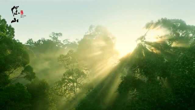 保山生物多样性宣传片《花开高黎贡》完整版