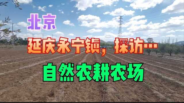 北京大妞爱买菜,去延庆永宁镇探访自然农耕农场,挖不知名野菜