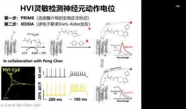 络绎学术Online第38期精彩回顾:化学点亮神经活动(下)