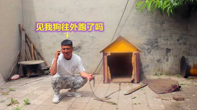 小吉回家发现哈士奇失踪了,四处寻找也没有发现痕迹,该怎么办?#萌宠百善乘着春风传递爱#