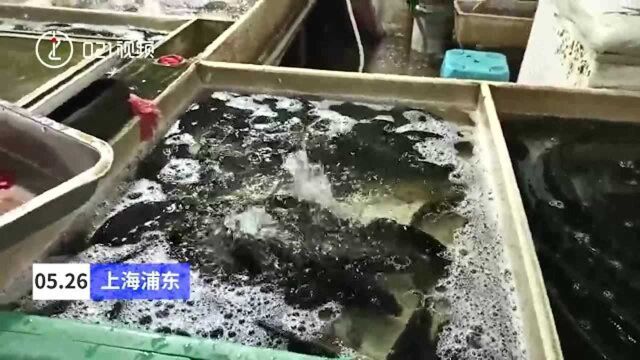 年后淡水鱼价格上涨:鲫鱼价格比年初每斤上涨45元