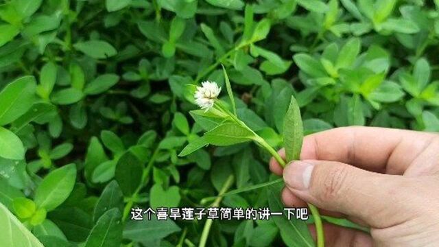 农村植物百科:喜旱莲子草,简单说下它的价值