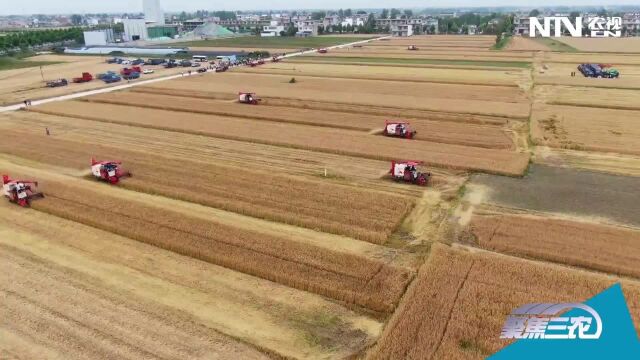 喜迎丰收季 雷沃谷神开启安徽夏粮收获大幕