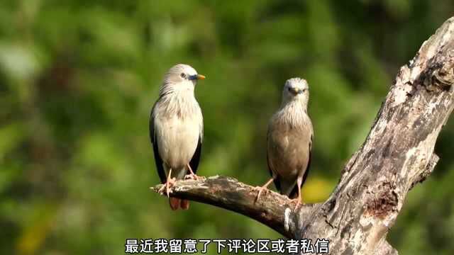 在广西拍到的一种小鸟:灰头椋鸟