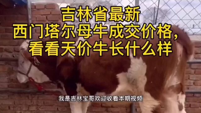 吉林省西门塔尔母牛最新成交价格,看看传说中的天价牛 长什么样