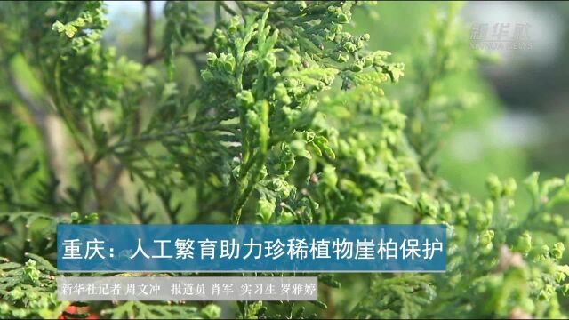 重庆:人工繁育助力珍稀植物崖柏保护