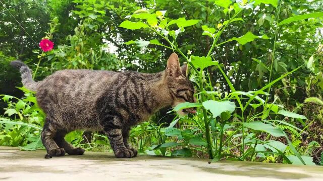 农村散养猫咪,每天自由自在,开心加快乐