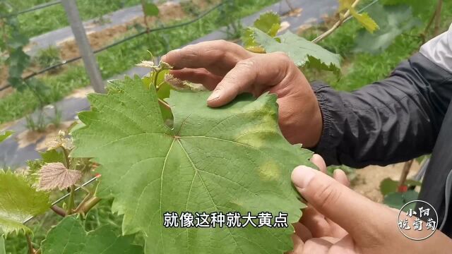 雨季过后,霜霉病大爆发,想要治疗应该先要了解病害生理特征!