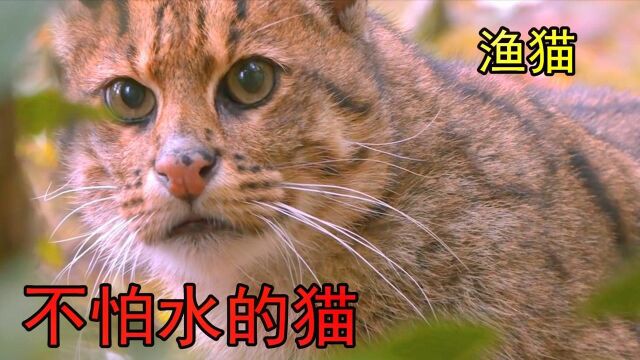 #“知识抢先知”征稿大赛# 渔猫:看到水就想跳下去,简直是“猫中异类”#神奇动物在西瓜#