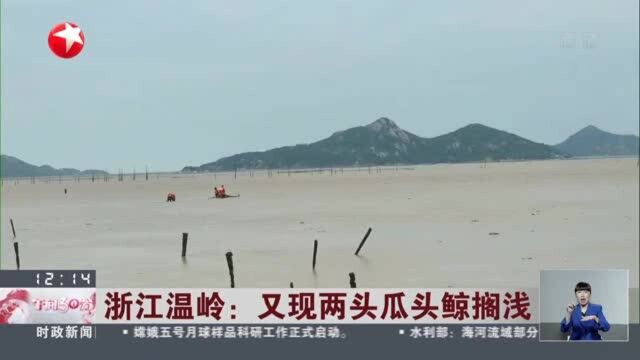 浙江温岭:又现两头瓜头鲸搁浅